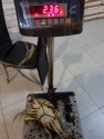 fresh live mud crabs for sale - product's photo