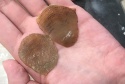 pangolin scale - product's photo