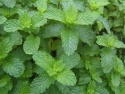 hot sale spearmint tea - product's photo